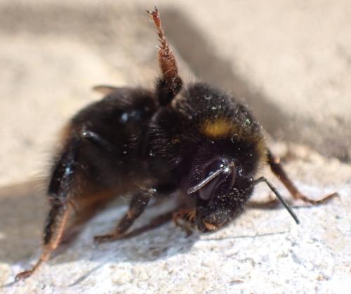 Bombus soroeensis soroeensis
